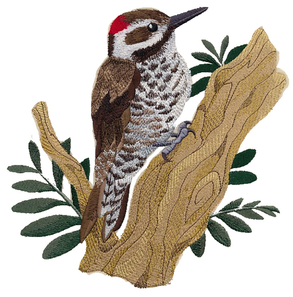 Arizona Woodpecker Embroidered Patch