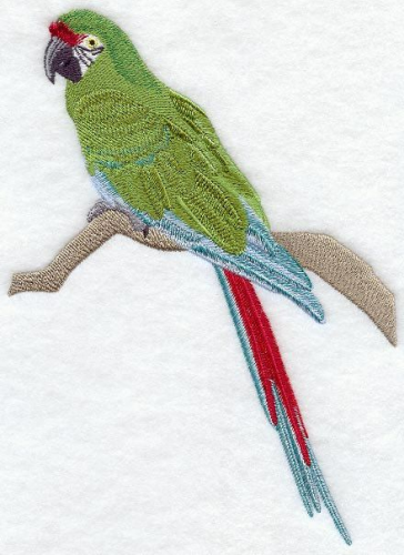 Military Macaw Parrot Bird Embroidered Patch