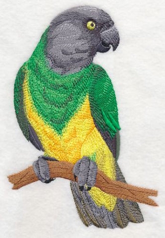 Senegal Parrot Perching Embroidered Patch