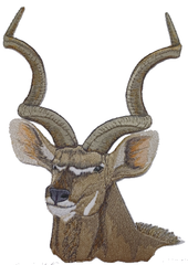 Deer Moose Antelope Elk Caribou Pronghorn Gazelle