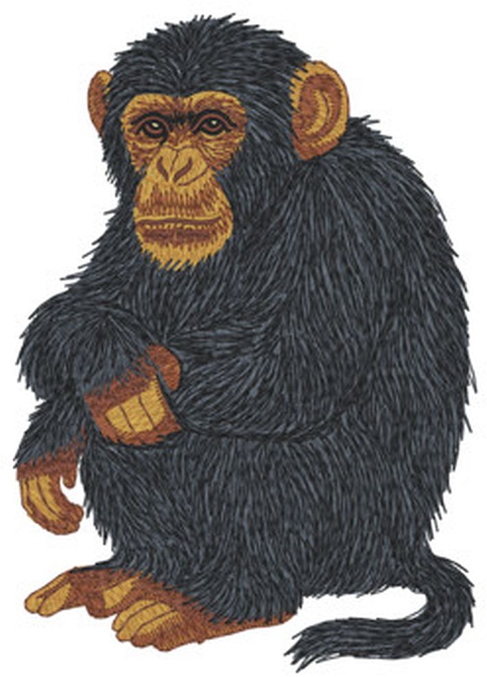 Chimpanzee Monkey Embroidered Patch comes in 3" 4" 5" and 6" sizes Iron on or sew on