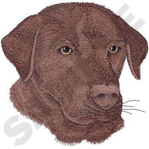 Labrador Retriever Dog, (Chocolate) Embroidered Patch 6" x 6"