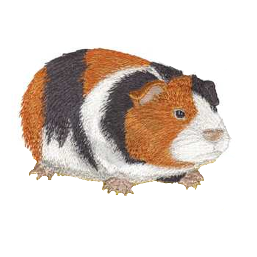 Guinea Pig Embroidered Patch (696) 5" x 3" Free USA Shipping