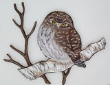 Northern Pygmy Owl, Birds of Prey, Embroidered Patch