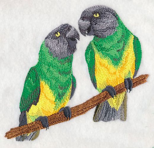 Senegals Parrots Pair Birds Embroidered Patch