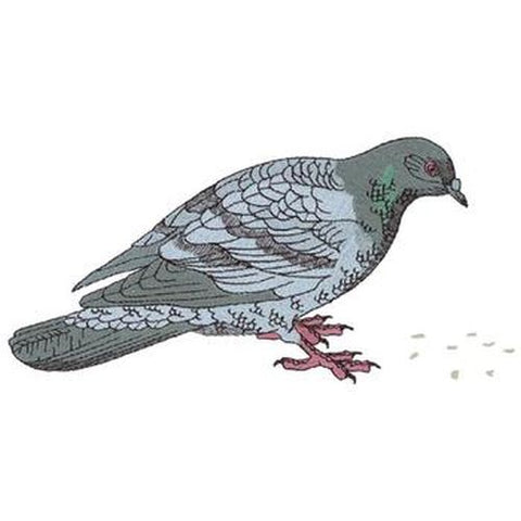Pigeon, Dove, Bird, Feeding Embroidered Patch